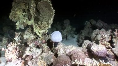 Resifin tepesi çeşitli mercan sualtı Kızıldeniz.