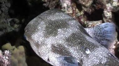 Yakın çekim Diodon hystrix balık kirpi Porcupinefish sualtı Kızıldeniz.