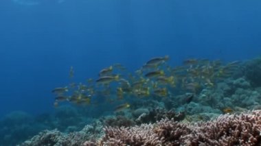 Okul Yellowstripe Goatfish Mulloides Flavolineatus balık sualtı Kızıldeniz.