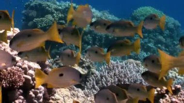 Okul Yellowstripe Goatfish Mulloides Flavolineatus balık sualtı Kızıldeniz.