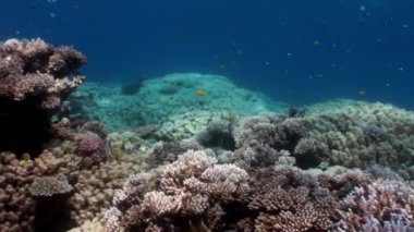 Resifin tepesi çeşitli mercan sualtı Kızıldeniz.