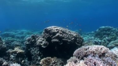Resifin tepesi çeşitli mercan sualtı Kızıldeniz.
