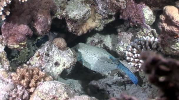 Arabian Ostraciidae havýši ryb pod vodou Rudého moře. — Stock video