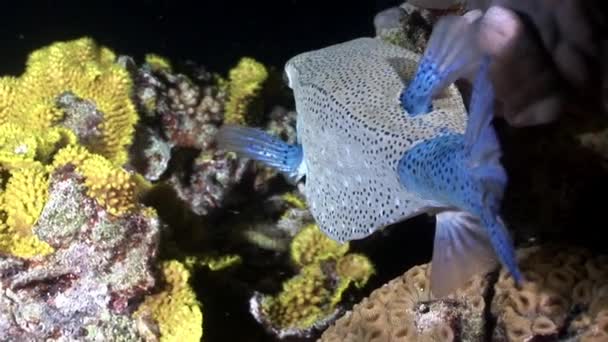 Γκρο πλαν ψάρια Arabian Boxfish Ostraciidae υποβρύχια Ερυθρά θάλασσα. — Αρχείο Βίντεο