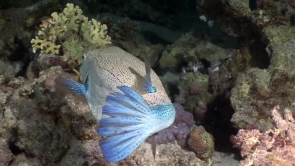 Peixe-boi-arábico Ostraciidae peixe subaquático Mar vermelho . — Vídeo de Stock