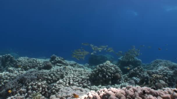 School of Yellowstripe Goatfish Mulloides Flavolineatus fish underwater Red sea. — Stock Video