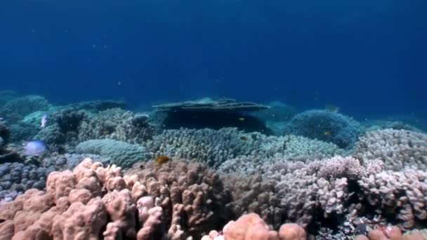 Récif de divers coraux sous-marins Mer Rouge . — Video