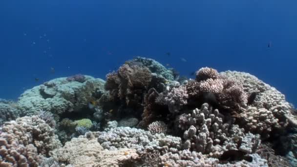 Poissons en corail sur fond bleu propre sous-marin Mer Rouge . — Video