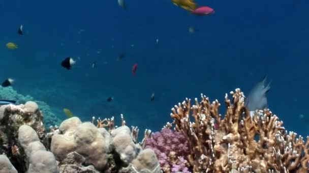 Peces en coral sobre fondo azul limpio bajo el agua Mar Rojo . — Vídeos de Stock