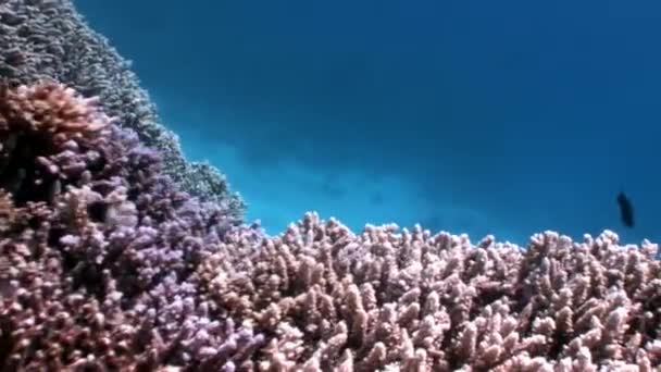 Barriera corallina di vari coralli sottomarini Mar Rosso . — Video Stock