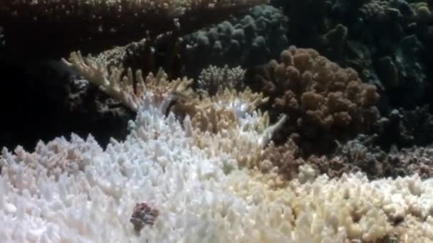 Arrecife de varios corales bajo el agua Mar Rojo . — Vídeo de stock