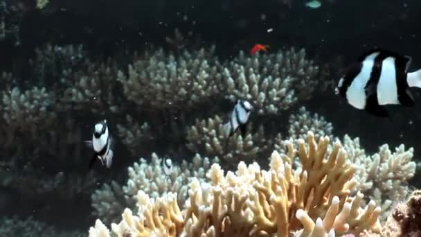 Terumbu karang dari berbagai karang di bawah air Laut Merah . — Stok Video