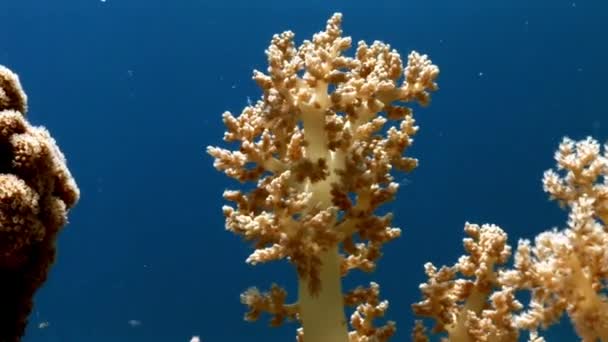 Zachte koraal op schone blauwe achtergrond onderwater rode zee. — Stockvideo