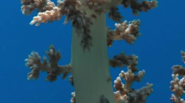 Temiz mavi yumuşak mercan sualtı Kızıldeniz arka plan.