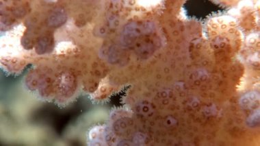 Yumuşak mercan arka plan sualtı Kızıldeniz temiz.