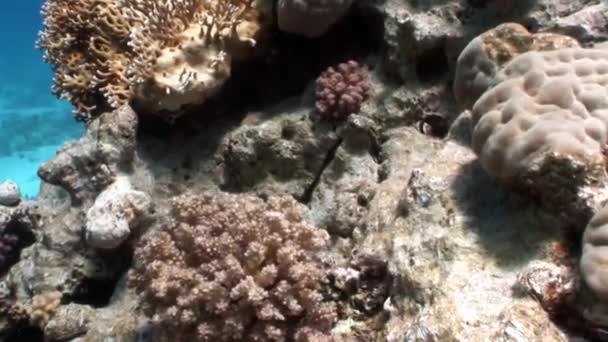 Lézard Sinodontidae poisson masqué dans le corail sous-marin Mer Rouge . — Video
