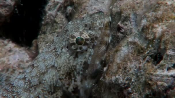 Lizardfish Sinodontidae fisk maskerade i korall undervattens Red sea. — Stockvideo