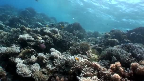 Riff aus verschiedenen Korallen unter Wasser rotes Meer. — Stockvideo