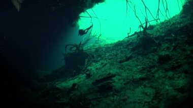Yucatan cenotes mağaralarda su altında ağaçlar kökleri.