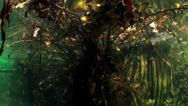 Roots of trees underwater in Yucatan cenotes caves. — Stock Video