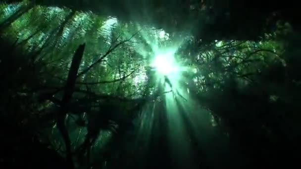 Raíces de árboles bajo el agua en las cuevas de cenotes de Yucatán . — Vídeo de stock