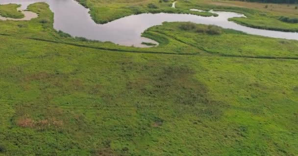 Biegung des Flusses Luftaufnahme vom fliegenden Quadrocopter über Wald. — Stockvideo