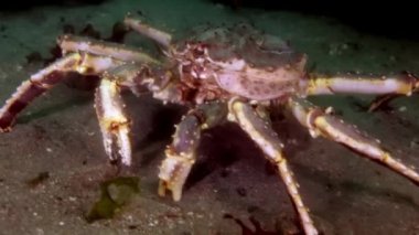 Dev Kral Yengeç gıda Barents Denizi üzerinde arama.