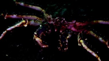 Dev Kral Yengeç gıda Barents Denizi üzerinde arama.