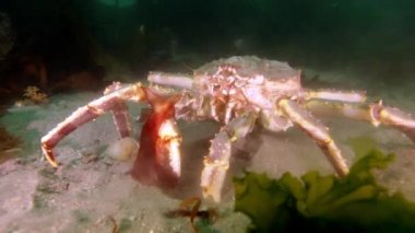 Dev Kral Yengeç gıda Barents Denizi üzerinde arama.