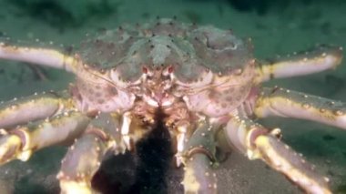 Dev Kral Yengeç gıda Barents Denizi üzerinde arama.