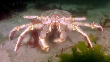 Dev Kral Yengeç gıda Barents Denizi üzerinde arama.