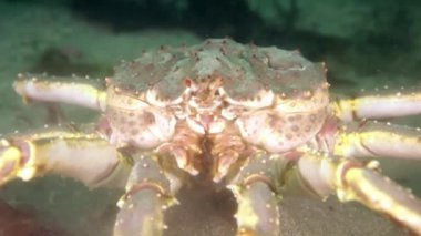 Dev Kral Yengeç gıda Barents Denizi üzerinde arama.