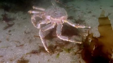 Dev Kral Yengeç gıda Barents Denizi üzerinde arama.