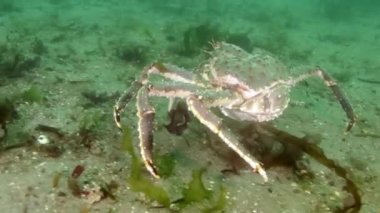 Dev Kral Yengeç gıda Barents Denizi üzerinde arama.