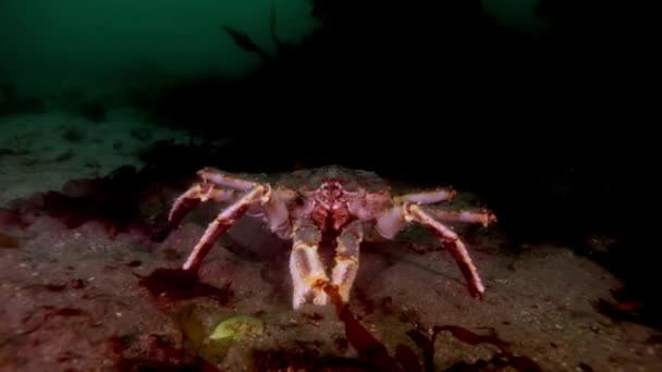 Crabe royal géant à la recherche de nourriture sur la mer de Barents . — Video