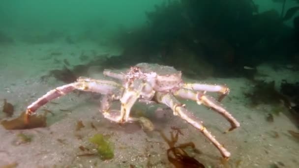 Obrovský královský krab při hledání potravy na Barentsovo moře. — Stock video