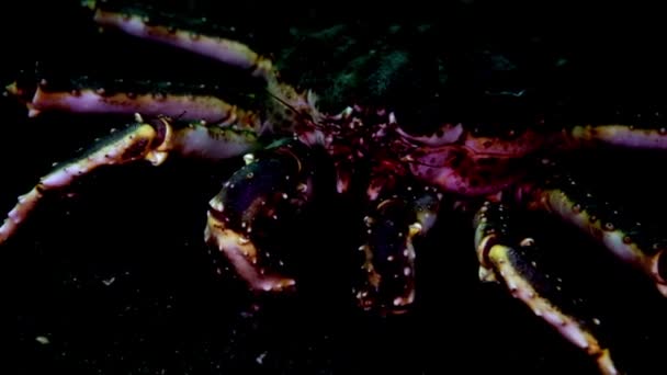 Giant King crab in search of food on Barents Sea. — Stock Video