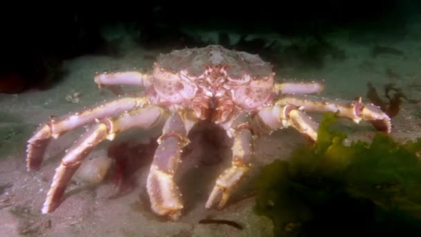 Giant King krab op zoek naar voedsel in de Barentszzee. — Stockvideo