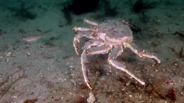 Giant King crab på jakt efter mat på Barents hav. — Stockvideo