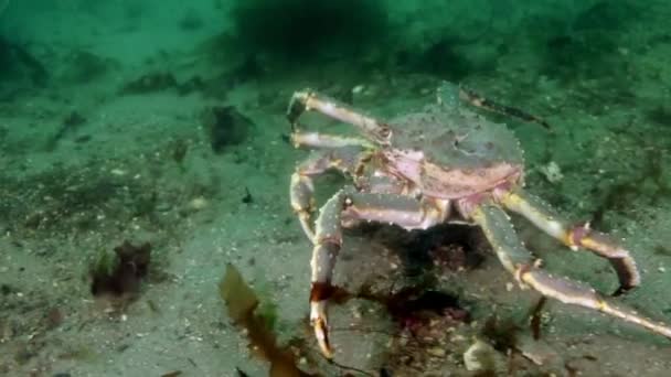 Obrovský královský krab při hledání potravy na Barentsovo moře. — Stock video