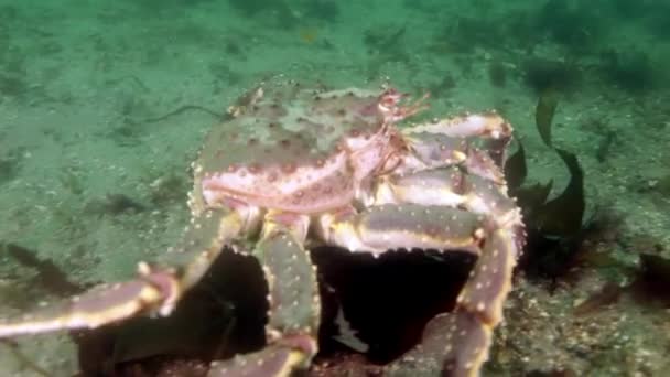 Giant King krab op zoek naar voedsel in de Barentszzee. — Stockvideo