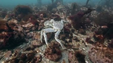 Deniz yatağı üzerinde birleşme dev Kral Yengeç.