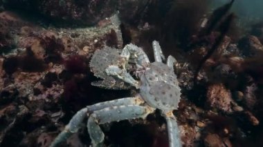 Deniz yatağı üzerinde dev Kral Yengeç çiftleşme.