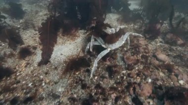 Deniz yatağı üzerinde birleşme dev Kral Yengeç.