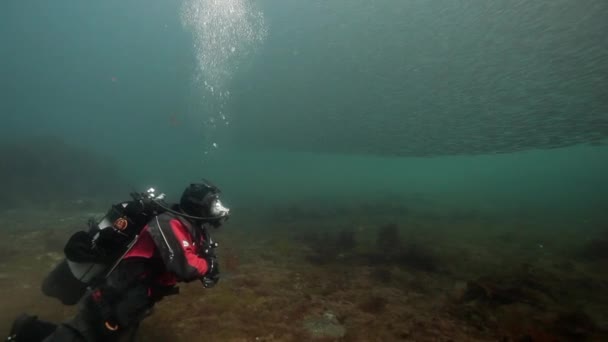 Водолаз у восточного подводного стада рыб Баренцева моря России . — стоковое видео