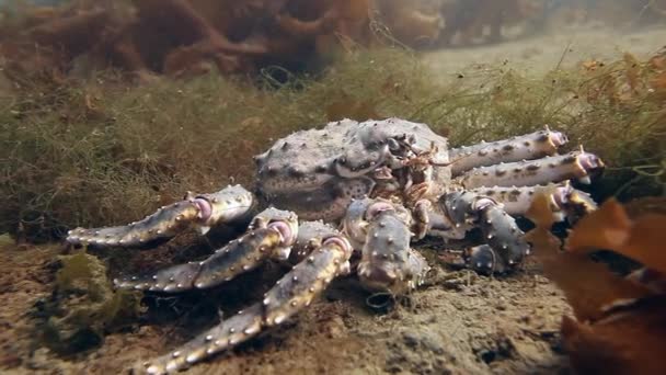 Гигантский королевский краб в поисках пищи под водой в Баренцевом море . — стоковое видео