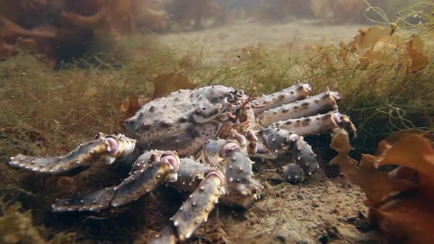 Riesenkrabbe auf Nahrungssuche unter Wasser in Barentssee. — Stockvideo