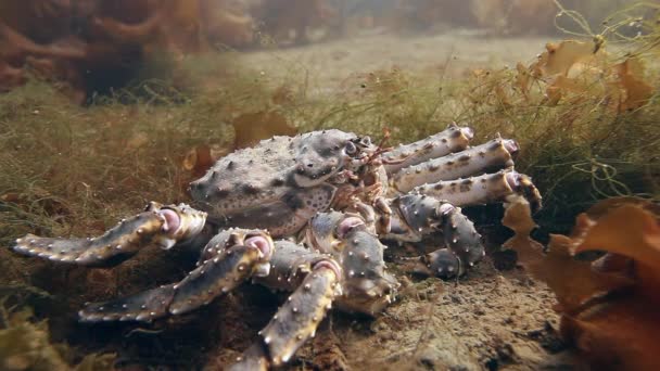 Cangrejo rey gigante en busca de comida bajo el agua en el mar de Barents . — Vídeos de Stock