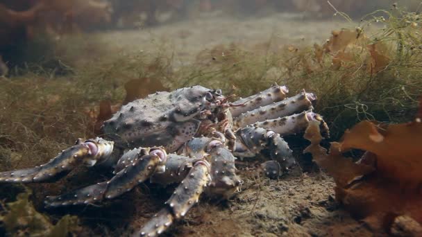 Cangrejo rey gigante en busca de comida bajo el agua en el mar de Barents . — Vídeos de Stock