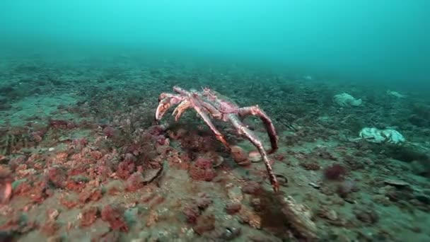 Obrovský královský krab při hledání potravy na Barentsovo moře. — Stock video